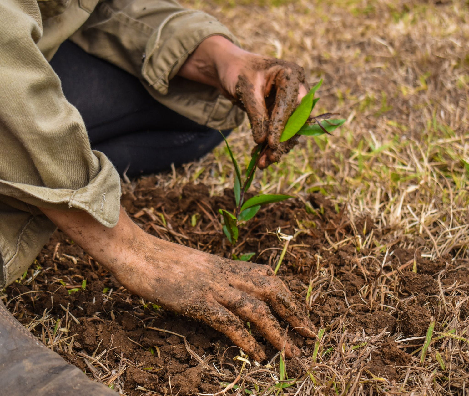 Closeup Shot of Planting