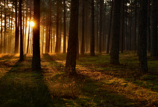 The Benefits of Forest Bathing: Mindfulness in Nature