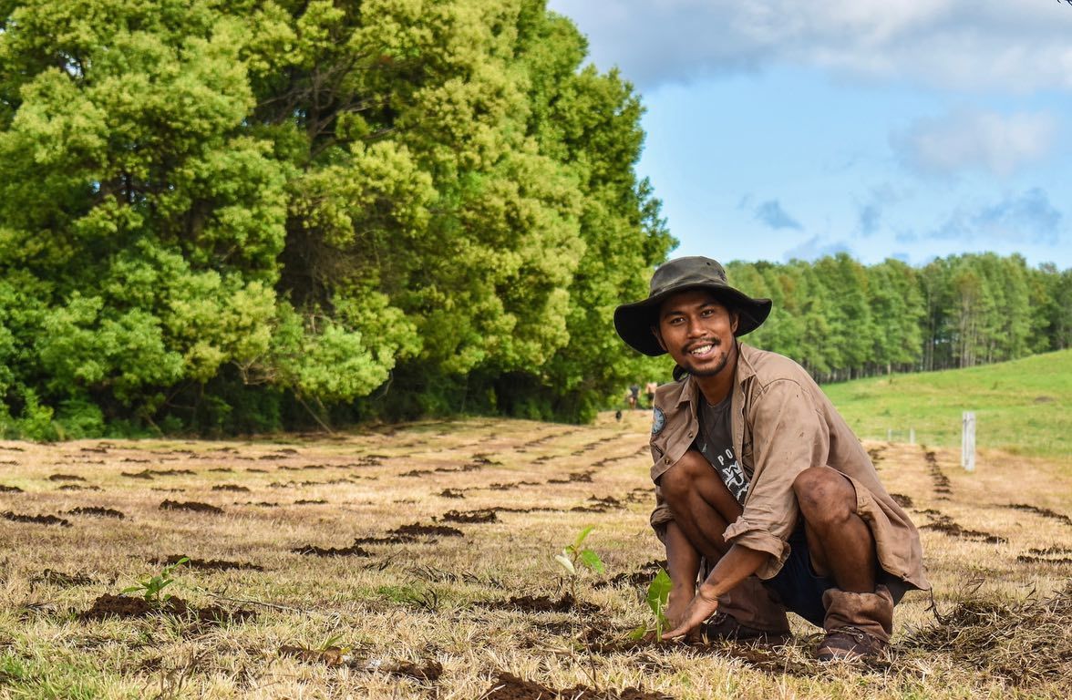 Tree Planting Guide Nz Trees That Count | Kiva Wellness – Kiva Wellness (NZ)